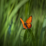 butterfly