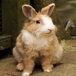 rabbit